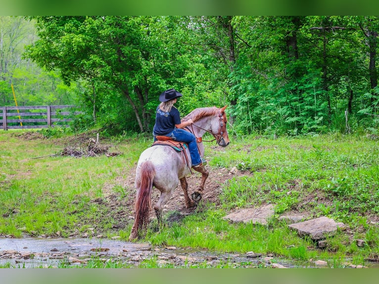 Arbeitspferd Wallach 5 Jahre 168 cm Roan-Red in Russellville OH