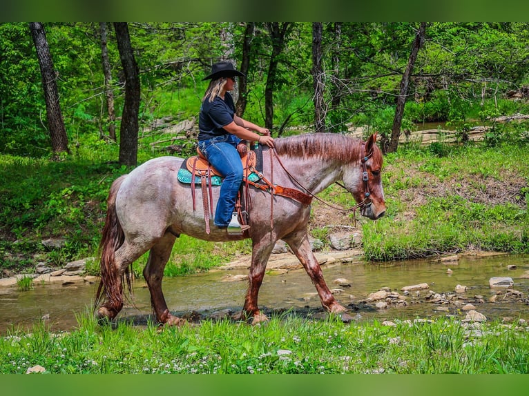 Arbeitspferd Wallach 5 Jahre 168 cm Roan-Red in Russellville OH