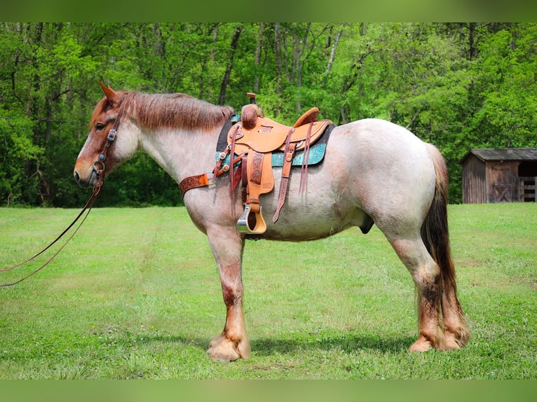 Arbeitspferd Wallach 5 Jahre 168 cm Roan-Red in Russellville OH