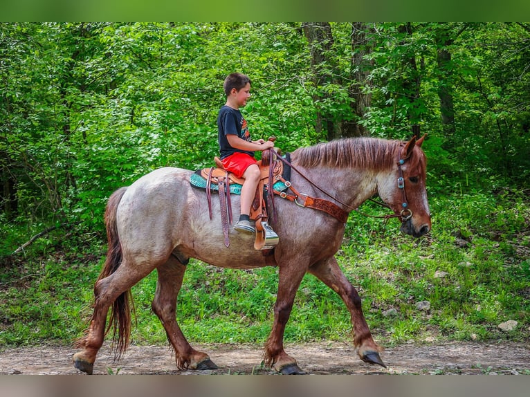 Arbeitspferd Wallach 5 Jahre 168 cm Roan-Red in Russellville OH