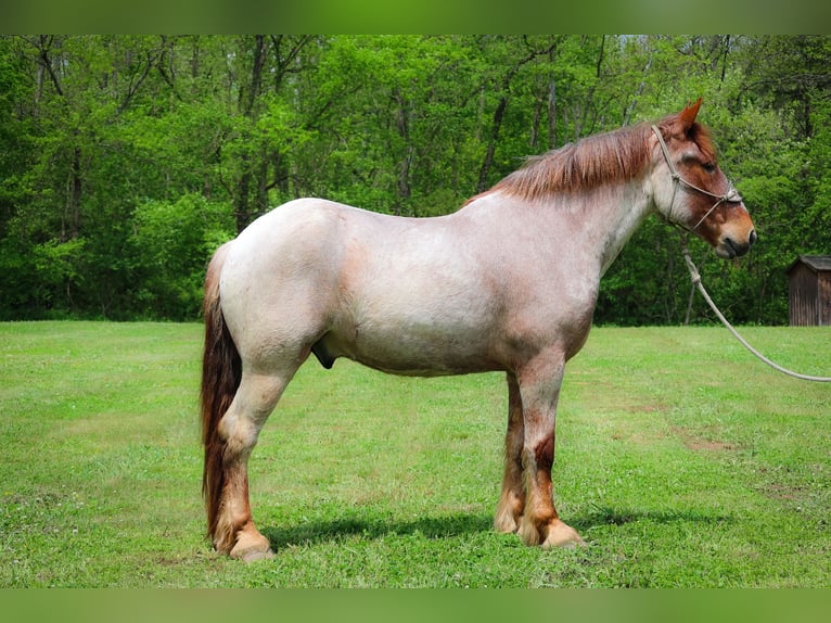 Arbeitspferd Wallach 5 Jahre 168 cm Roan-Red in Russellville OH