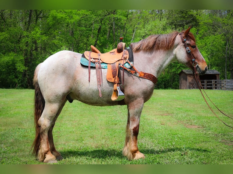 Arbeitspferd Wallach 5 Jahre 168 cm Roan-Red in Russellville OH