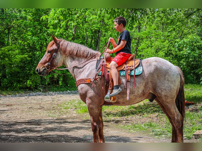 Arbeitspferd Wallach 5 Jahre 168 cm Roan-Red in Russellville OH