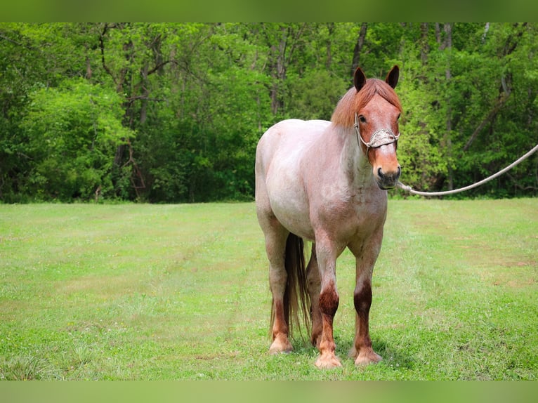 Arbeitspferd Wallach 5 Jahre 168 cm Roan-Red in Russellville OH