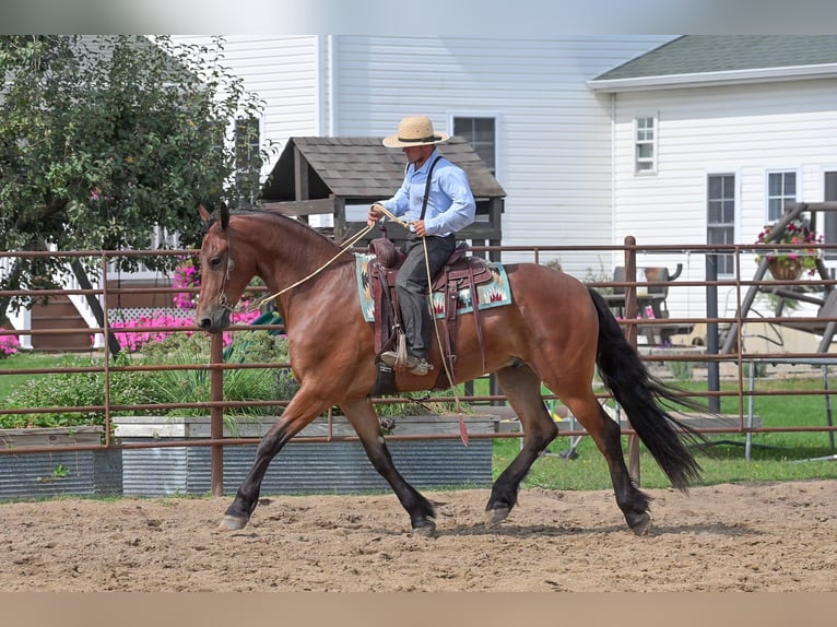 Arbeitspferd Wallach 5 Jahre 168 cm Rotbrauner in Fairbank IA