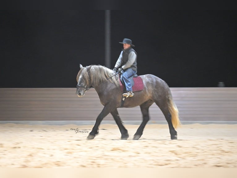 Arbeitspferd Wallach 5 Jahre 168 cm Schimmel in Fairbank