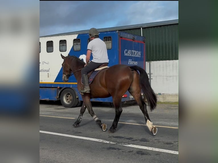 Arbeitspferd Wallach 5 Jahre 170 cm Brauner in Sligo