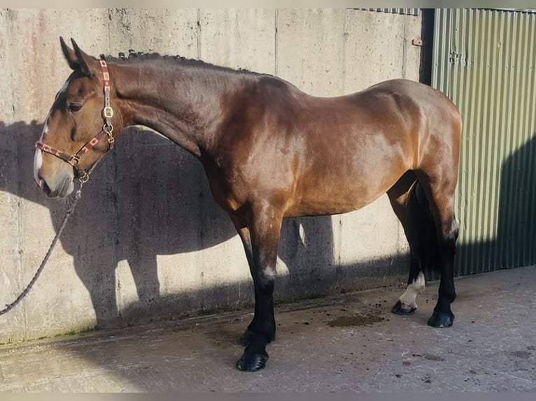 Arbeitspferd Wallach 5 Jahre 170 cm Brauner in Sligo