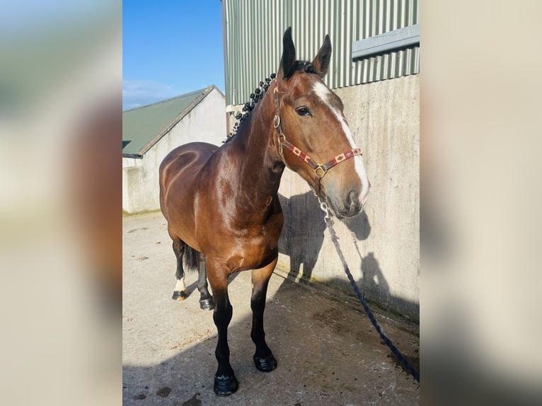 Arbeitspferd Wallach 5 Jahre 170 cm Brauner in Sligo