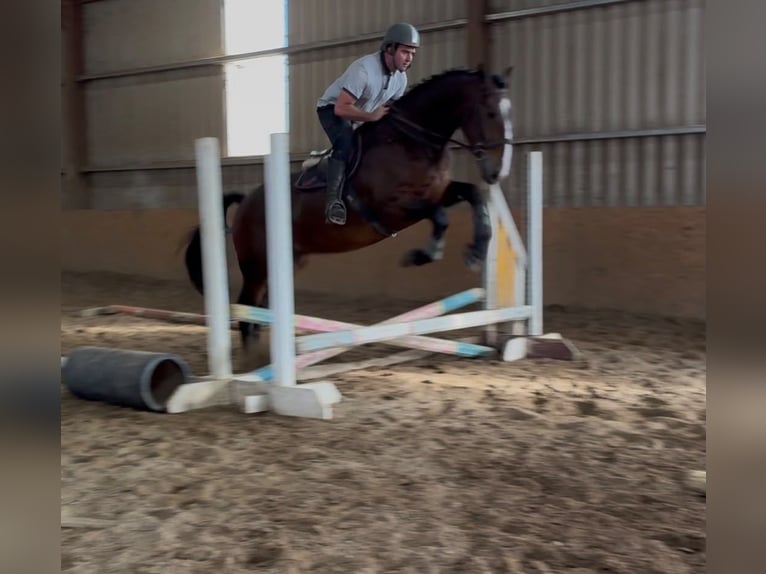 Arbeitspferd Wallach 5 Jahre 170 cm Brauner in Sligo