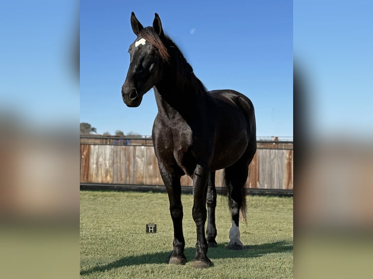 Arbeitspferd Wallach 5 Jahre 173 cm Rappe in Jacksboro TX