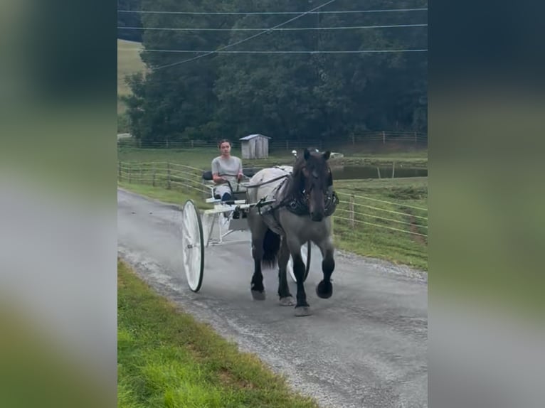 Arbeitspferd Mix Wallach 5 Jahre 173 cm Roan-Blue in Millersburg