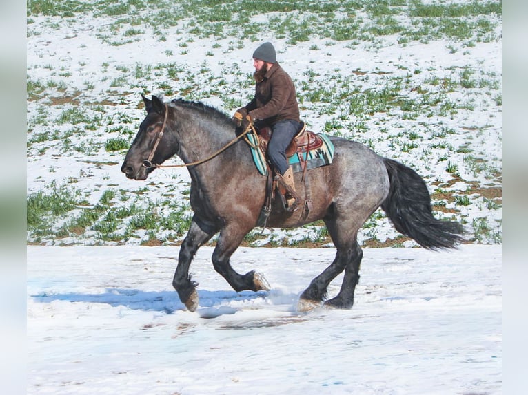 Arbeitspferd Mix Wallach 5 Jahre 173 cm Roan-Blue in Millersburg