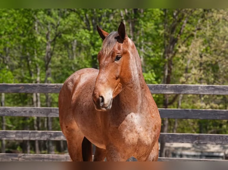 Arbeitspferd Mix Wallach 5 Jahre 173 cm Roan-Red in Clover