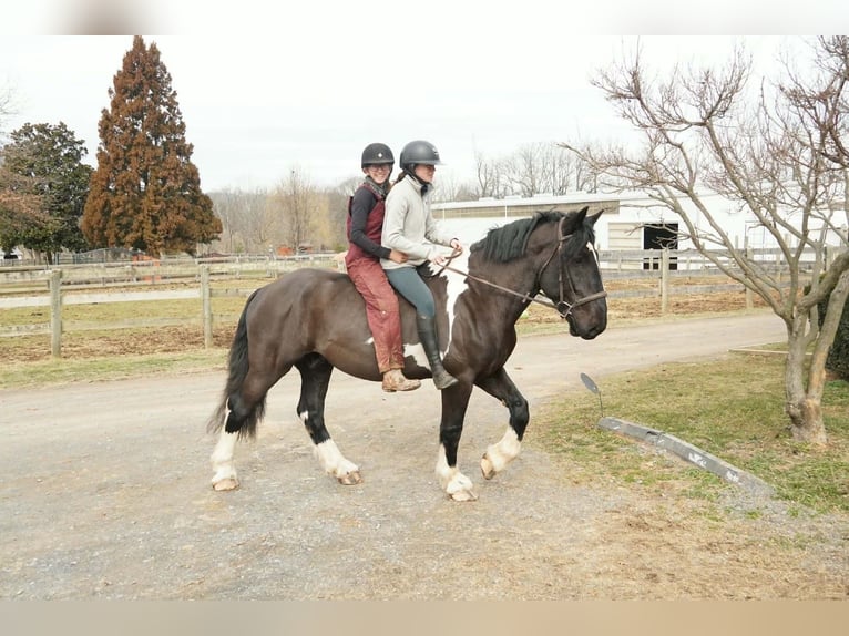 Arbeitspferd Mix Wallach 5 Jahre 173 cm Schecke in Tuscarora