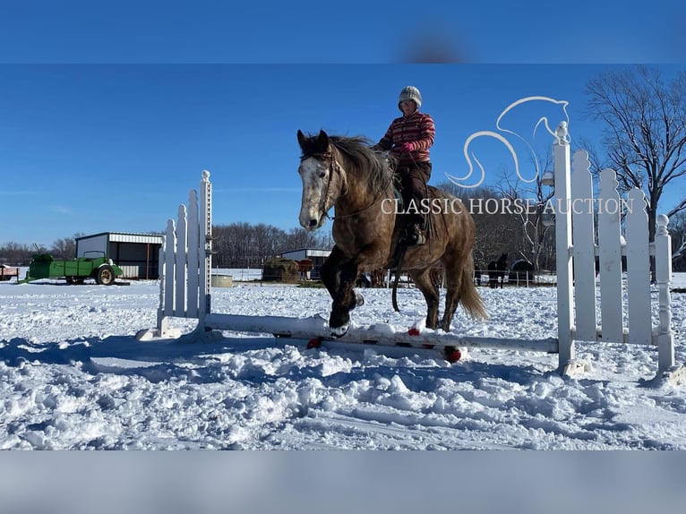 Arbeitspferd Wallach 5 Jahre 173 cm Schimmel in Sheldon, MO