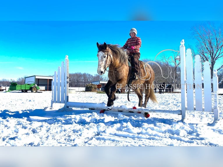 Arbeitspferd Wallach 5 Jahre 173 cm Schimmel in Sheldon, MO