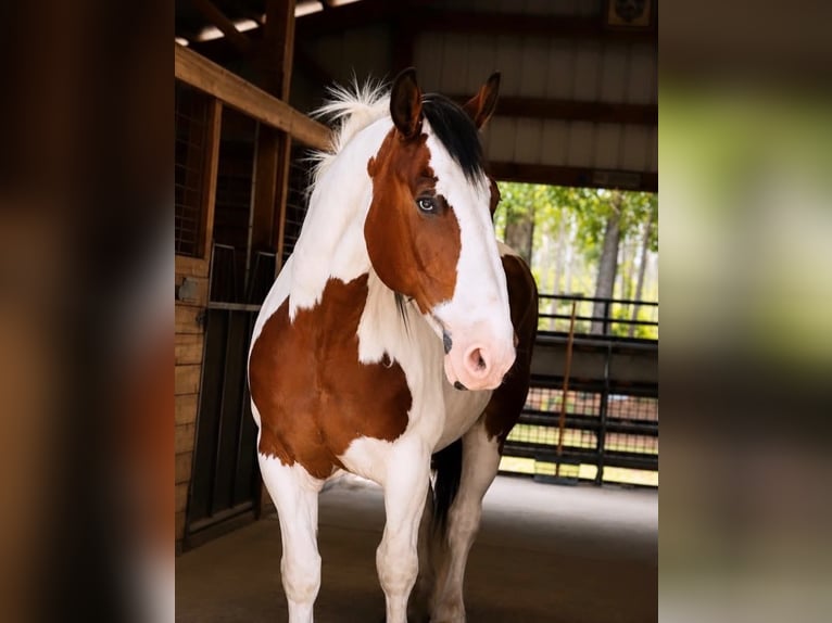 Arbeitspferd Wallach 5 Jahre 175 cm Tobiano-alle-Farben in Land O Lakes