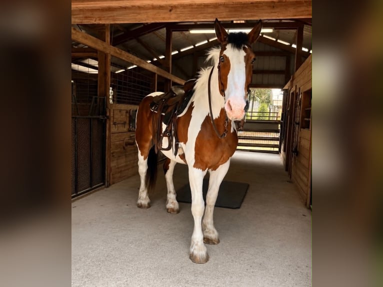 Arbeitspferd Wallach 5 Jahre 175 cm Tobiano-alle-Farben in Land O Lakes