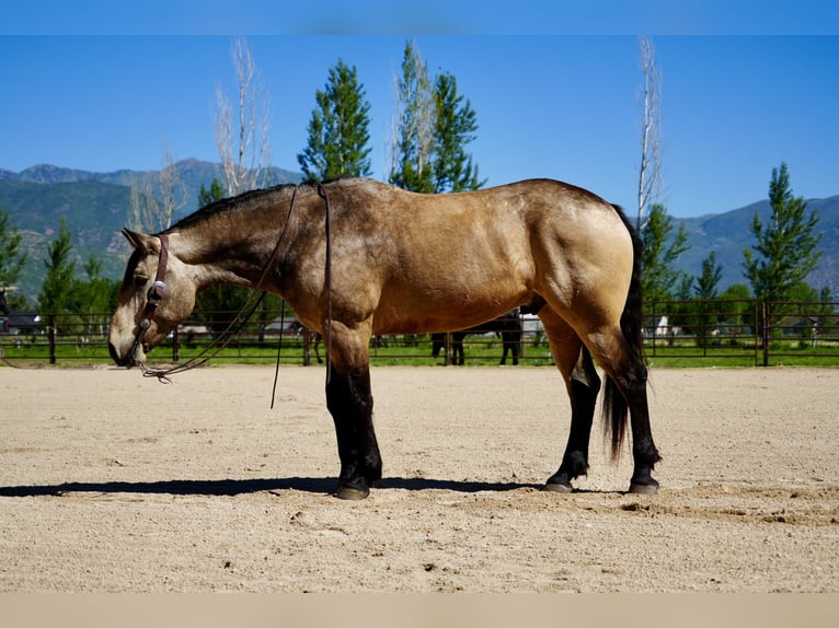 Arbeitspferd Mix Wallach 5 Jahre Buckskin in Heber City