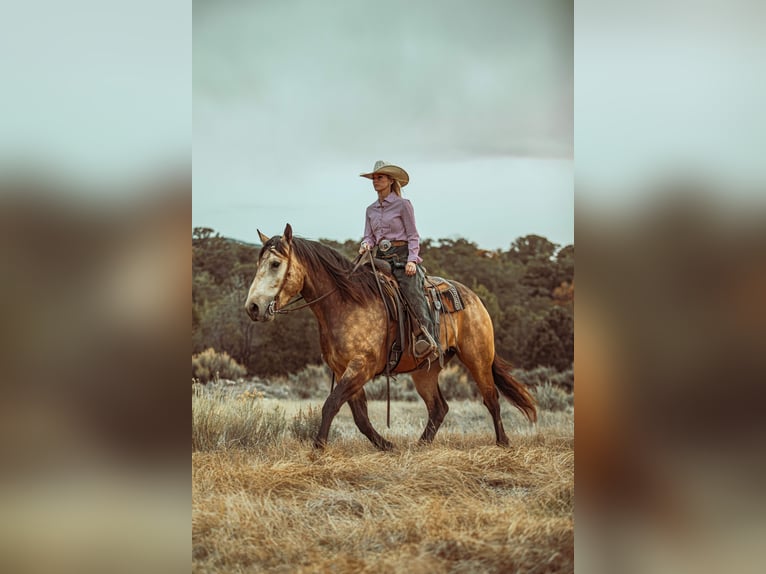 Arbeitspferd Mix Wallach 5 Jahre Buckskin in Heber City