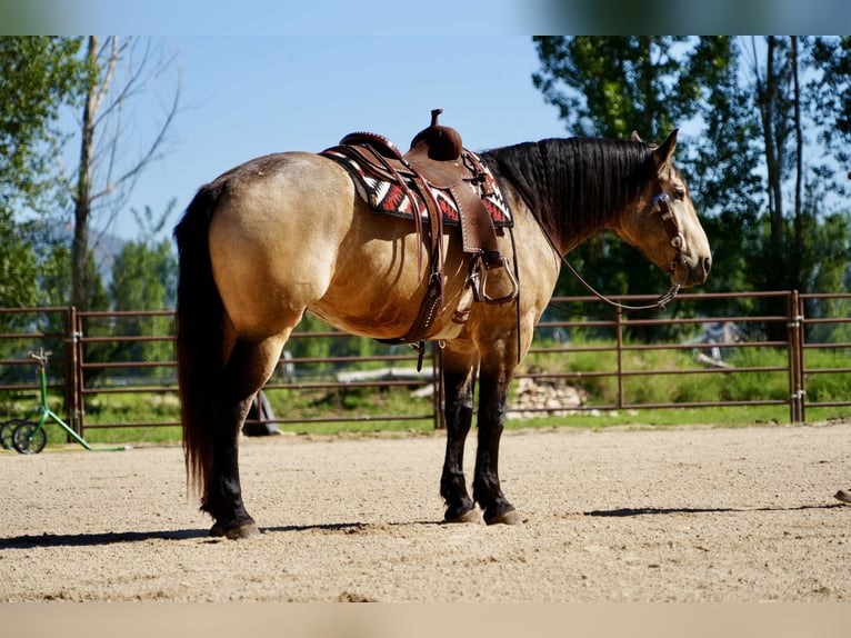 Arbeitspferd Mix Wallach 5 Jahre Buckskin in Heber City