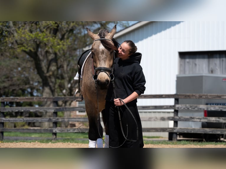 Arbeitspferd Mix Wallach 5 Jahre Buckskin in Fredericksburg, OH