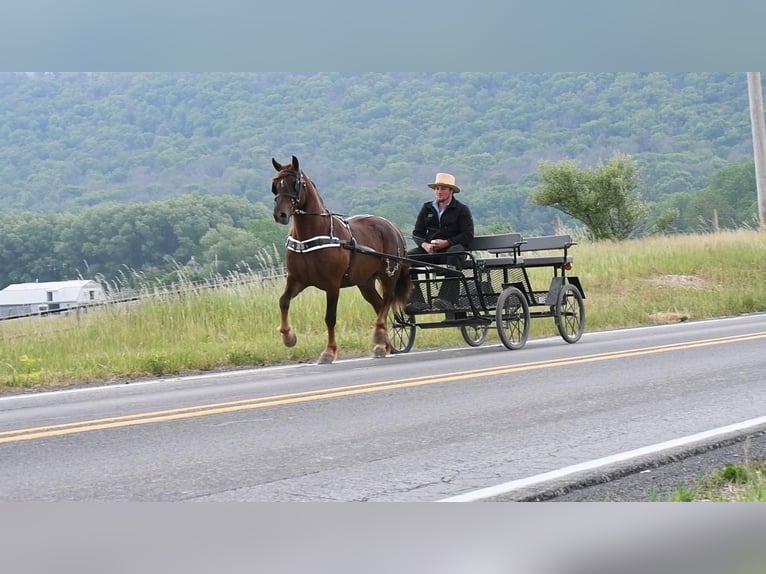 Arbeitspferd Mix Wallach 5 Jahre Dunkelfuchs in Rebersburg, PA
