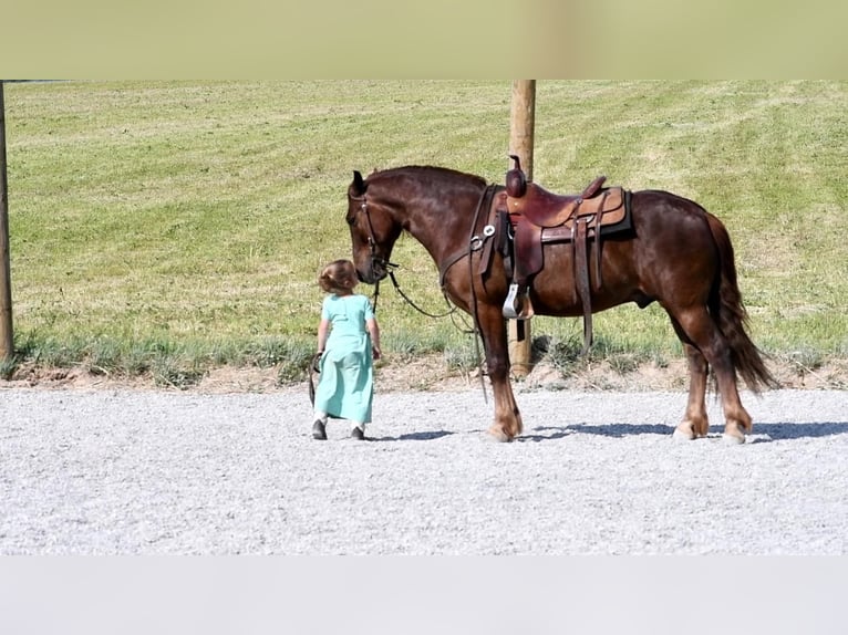 Arbeitspferd Mix Wallach 5 Jahre Dunkelfuchs in Rebersburg, PA