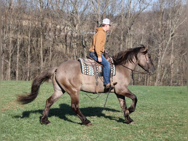 Arbeitspferd Wallach 5 Jahre Grullo in Mount Vernon