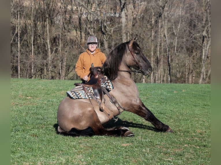 Arbeitspferd Wallach 5 Jahre Grullo in Mount Vernon