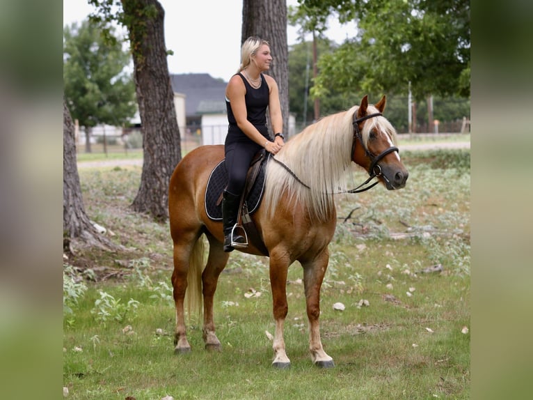 Arbeitspferd Mix Wallach 5 Jahre Palomino in Mineral Wells