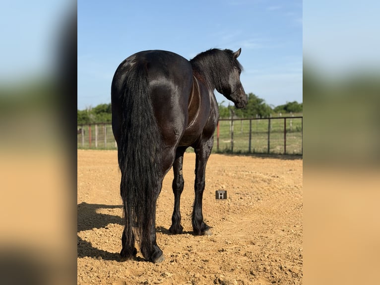 Arbeitspferd Mix Wallach 5 Jahre Rappe in Weatherford