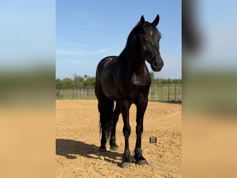 Arbeitspferd Mix Wallach 5 Jahre Rappe in Weatherford