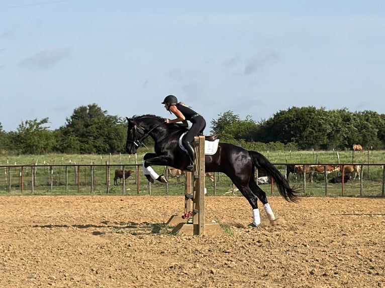Arbeitspferd Mix Wallach 5 Jahre Rappe in Weatherford