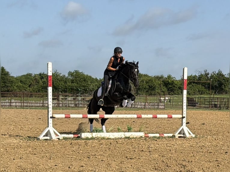 Arbeitspferd Mix Wallach 5 Jahre Rappe in Weatherford