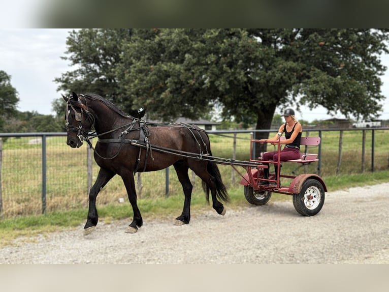 Arbeitspferd Mix Wallach 5 Jahre Rappe in Weatherford