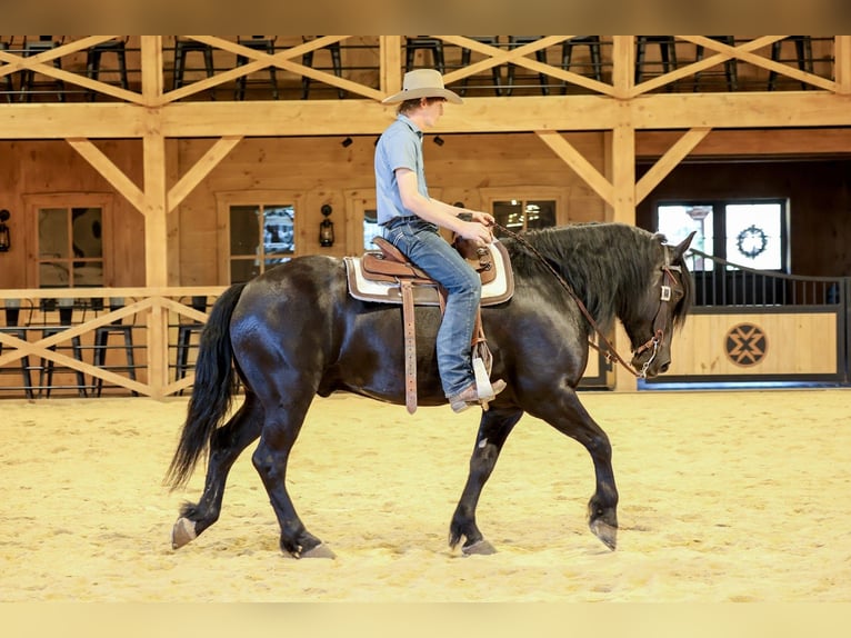 Arbeitspferd Mix Wallach 5 Jahre Rappe in Needmore