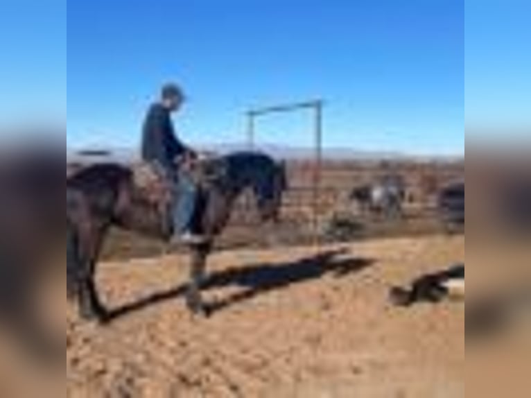 Arbeitspferd Wallach 5 Jahre Rappe in Wickenburg AZ