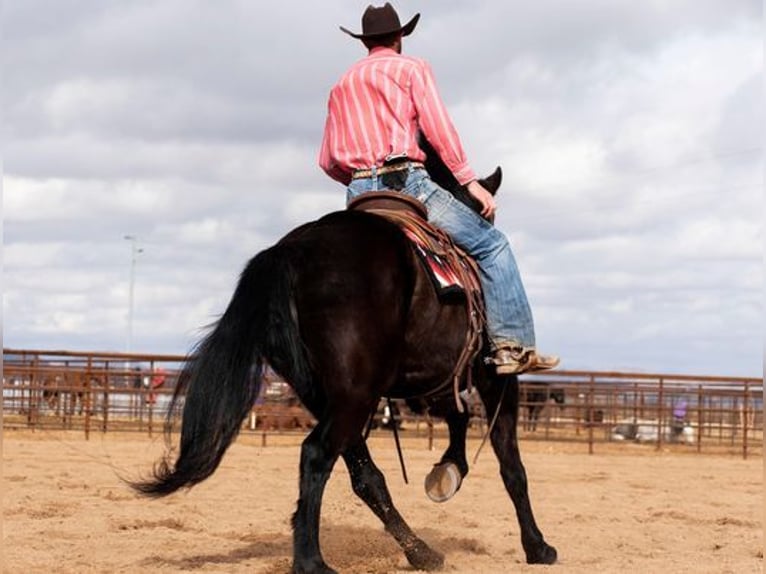 Arbeitspferd Wallach 5 Jahre Rappe in Wickenburg AZ