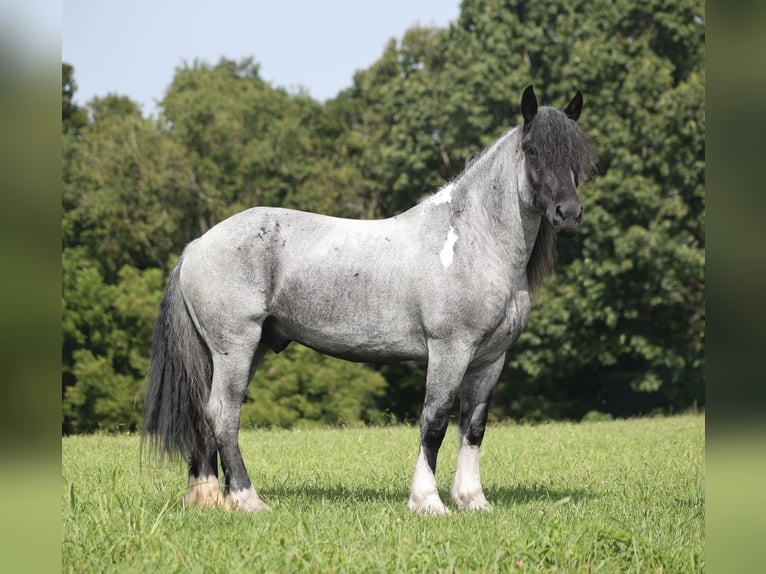 Arbeitspferd Mix Wallach 5 Jahre Roan-Blue in Berea