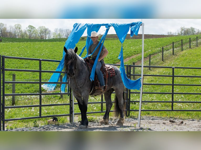 Arbeitspferd Mix Wallach 5 Jahre Roan-Blue in Fredericksburg, OH