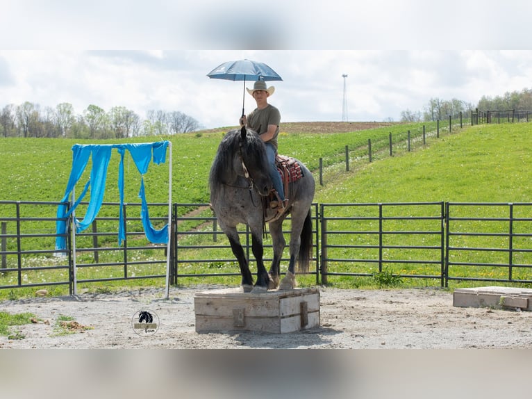 Arbeitspferd Mix Wallach 5 Jahre Roan-Blue in Fredericksburg, OH