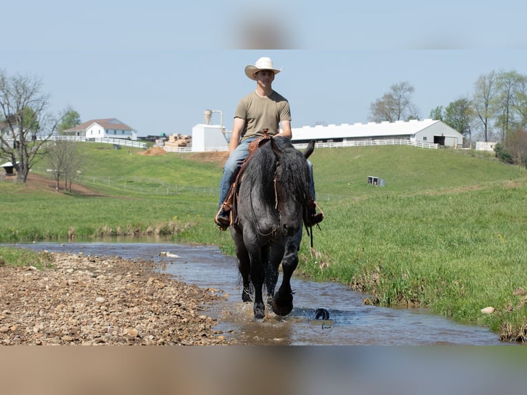 Arbeitspferd Mix Wallach 5 Jahre Roan-Blue in Fredericksburg, OH