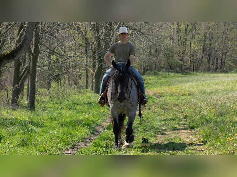 Arbeitspferd Mix Wallach 5 Jahre Roan-Blue in Fredericksburg, OH