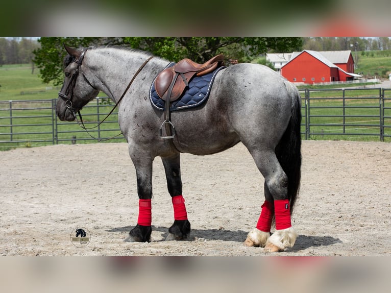Arbeitspferd Mix Wallach 5 Jahre Roan-Blue in Fredericksburg, OH