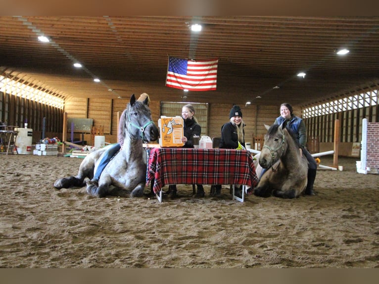 Arbeitspferd Wallach 5 Jahre Roan-Blue in Highland MI