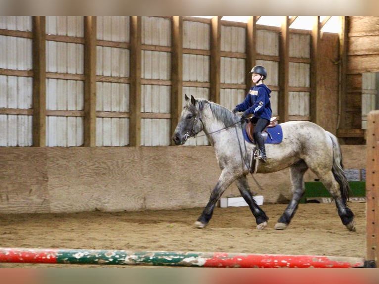 Arbeitspferd Wallach 5 Jahre Roan-Blue in Highland MI