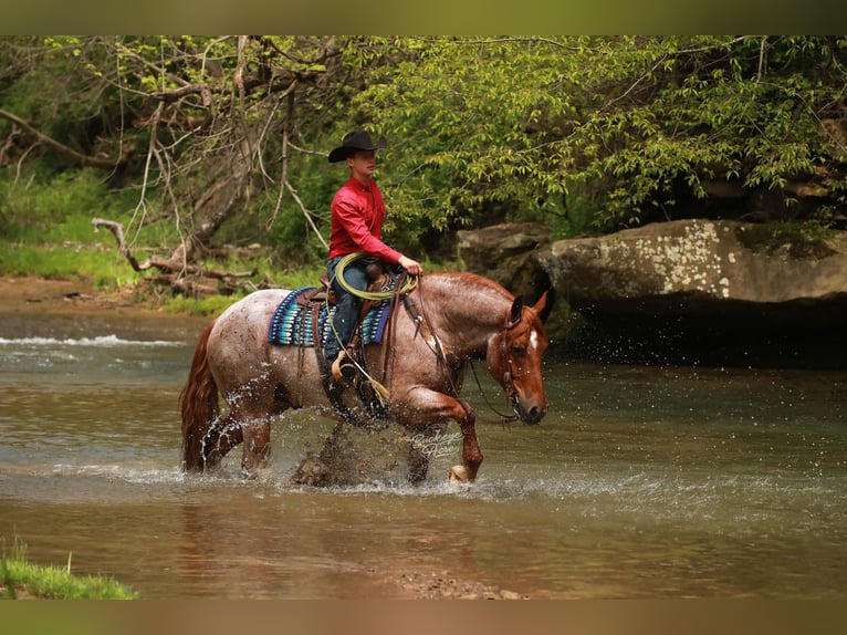 Arbeitspferd Mix Wallach 5 Jahre Roan-Red in Millersburg