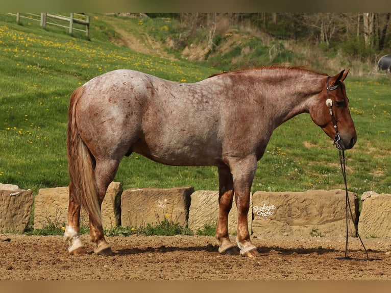 Arbeitspferd Mix Wallach 5 Jahre Roan-Red in Millersburg